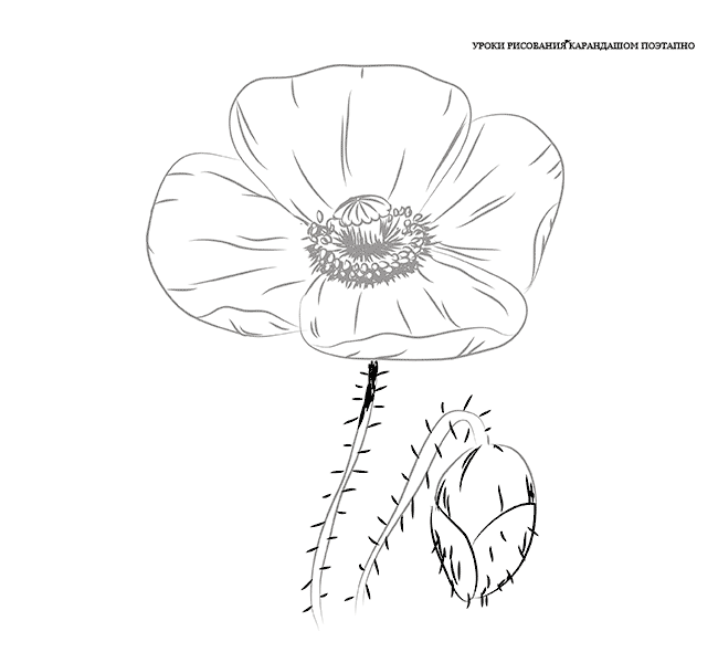 Как нарисовать мак цветок карандашом поэтапно для начинающих