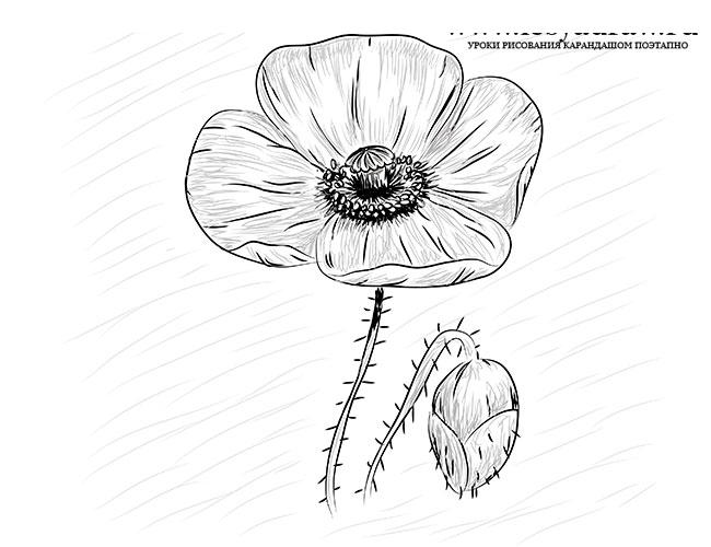 Маки рисовать поэтапно