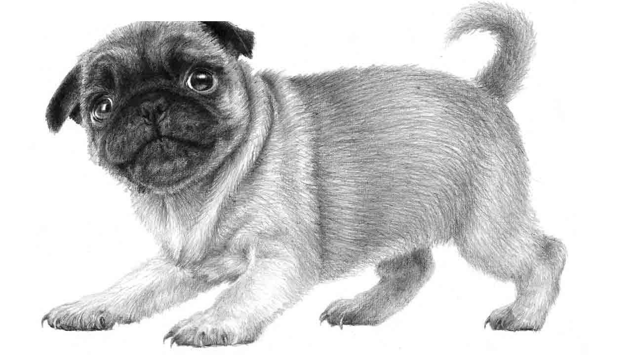 Рисунок собаки мопс