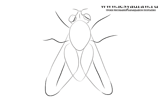 Как нарисовать муху карандашом поэтапно