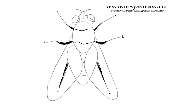 Как нарисовать муху карандашом поэтапно