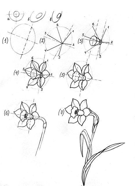 Нарциссы рисовать поэтапно