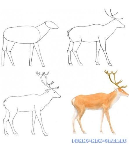 Ako nakresliť jeleňa