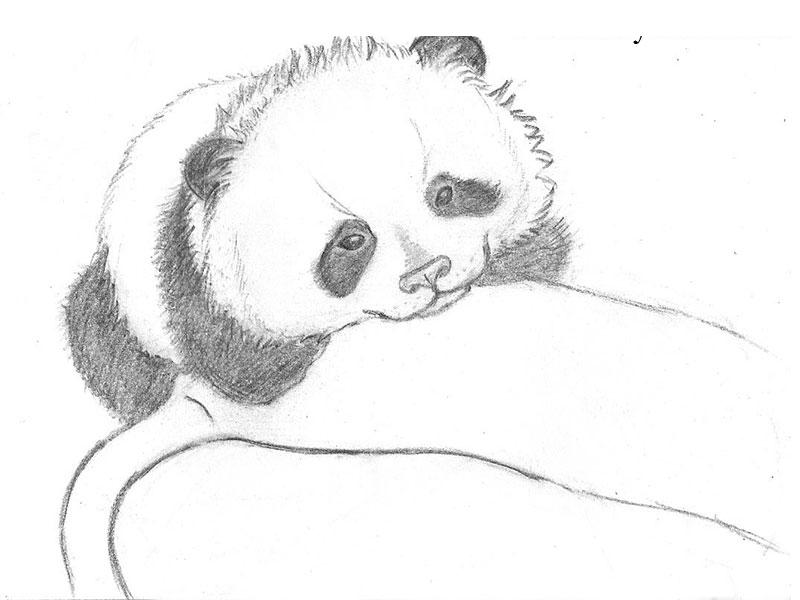 Cara menggambar panda dengan pensil langkah demi langkah