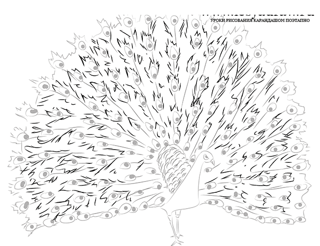 Как нарисовать павлина карандашом поэтапно