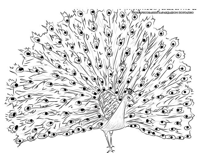 Как нарисовать павлина карандашом поэтапно