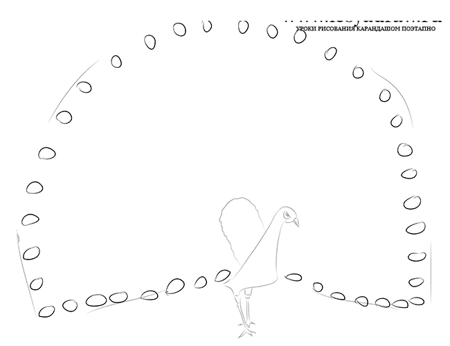 Как нарисовать павлина карандашом поэтапно