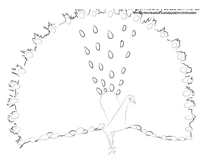 Как нарисовать павлина карандашом поэтапно