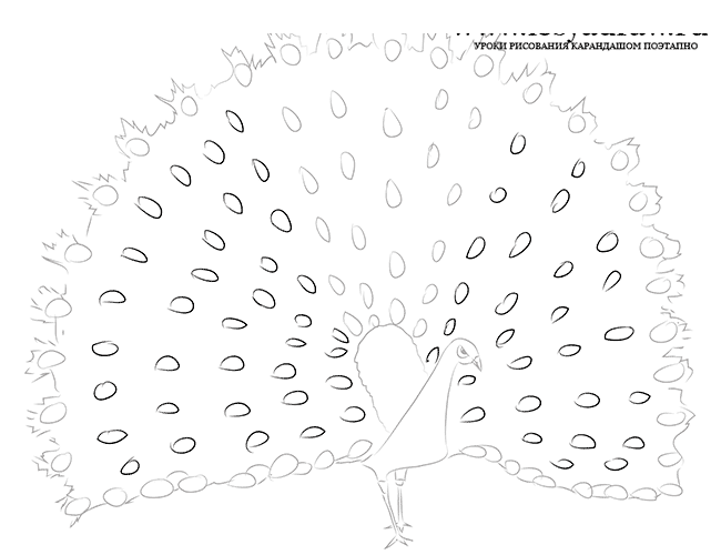 Как нарисовать павлина карандашом поэтапно