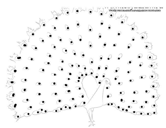 Как нарисовать павлина карандашом поэтапно