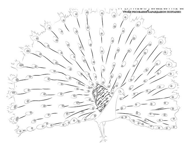 Как нарисовать павлина карандашом поэтапно