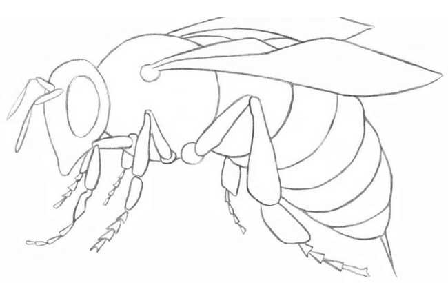 Как нарисовать пчелу карандашом поэтапно
