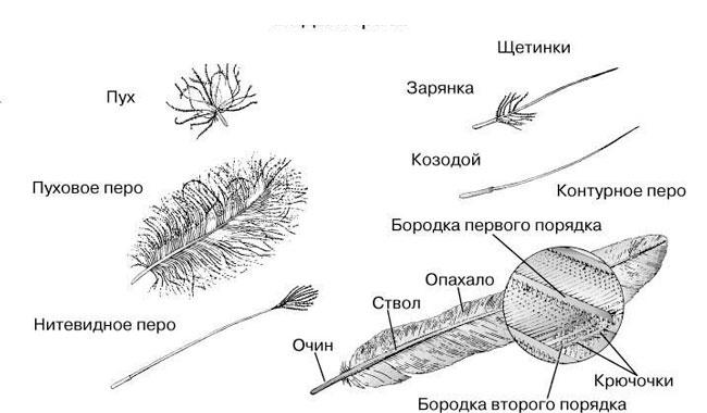 Как нарисовать перо карандашом поэтапно