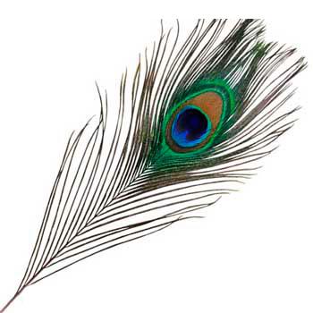 Как нарисовать перо павлина
