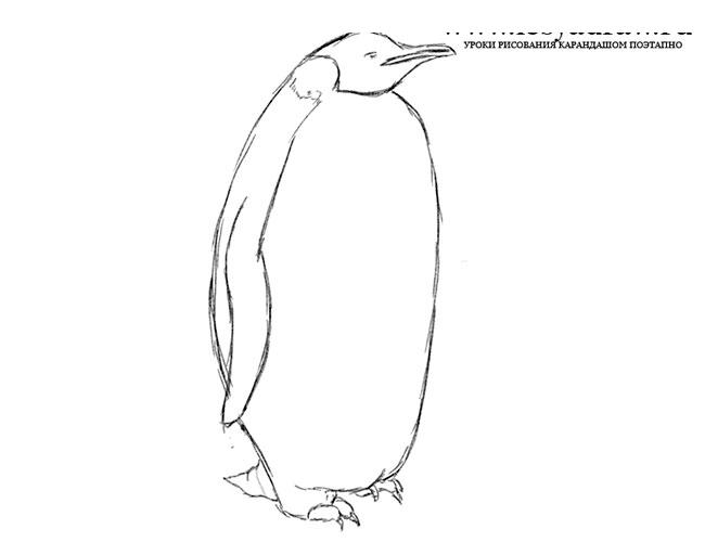 Как нарисовать пингвина карандашом поэтапно