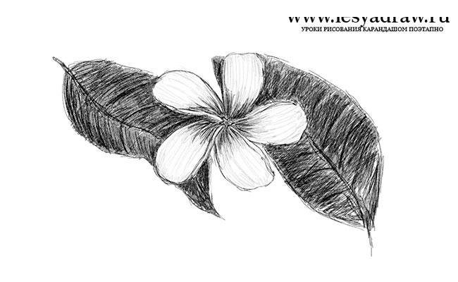Как нарисовать плюмерию — тропический цветок