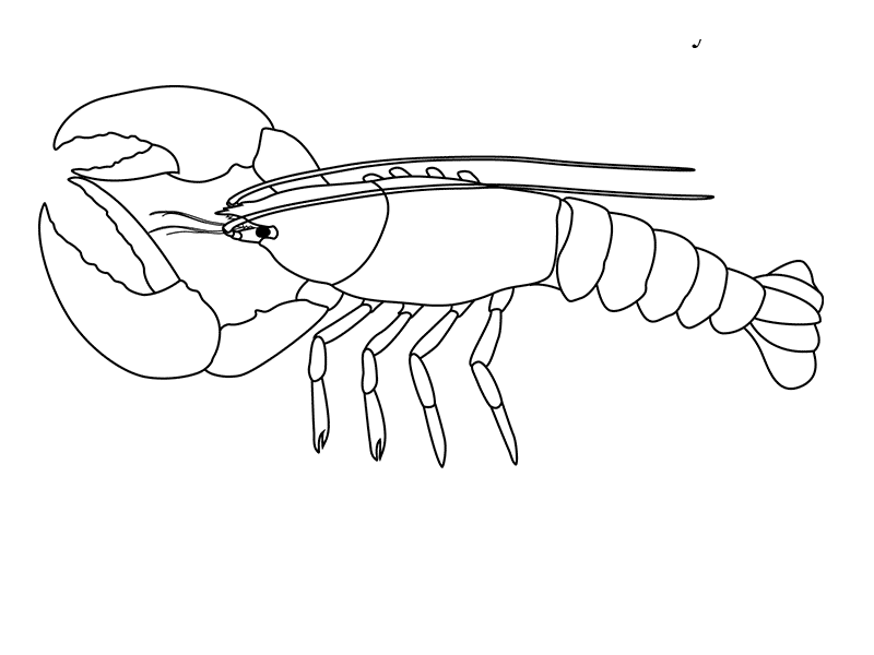 Рисунки раков карандашом