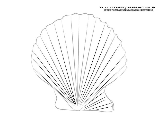 Рисуем ракушку поэтапно