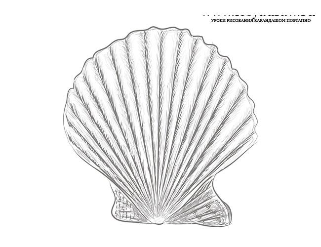 Как нарисовать ракушку карандашом поэтапно