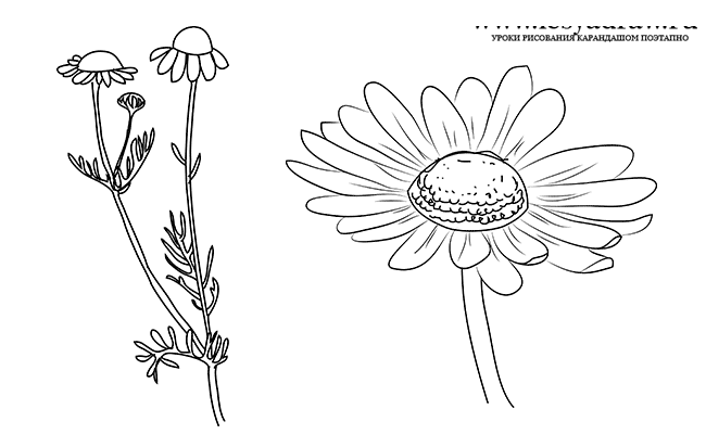Как нарисовать ромашку карандашом поэтапно