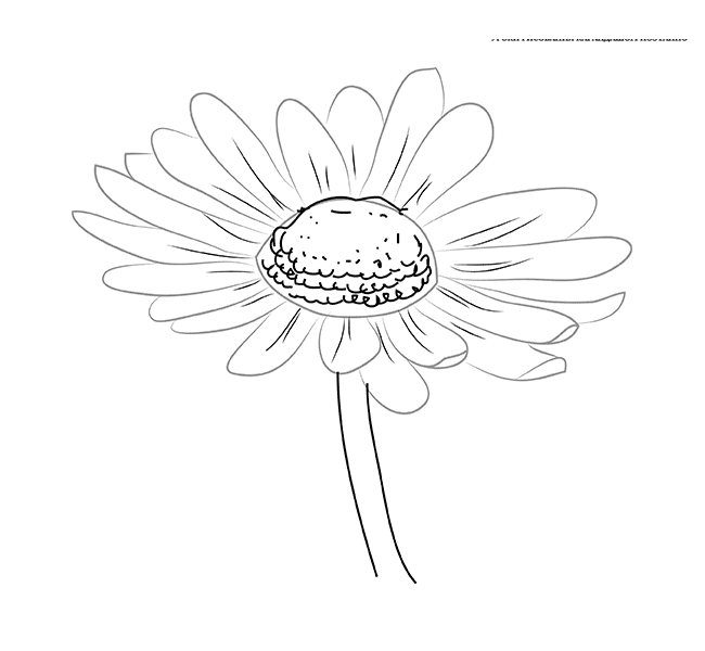 Ромашка нарисовать поэтапно