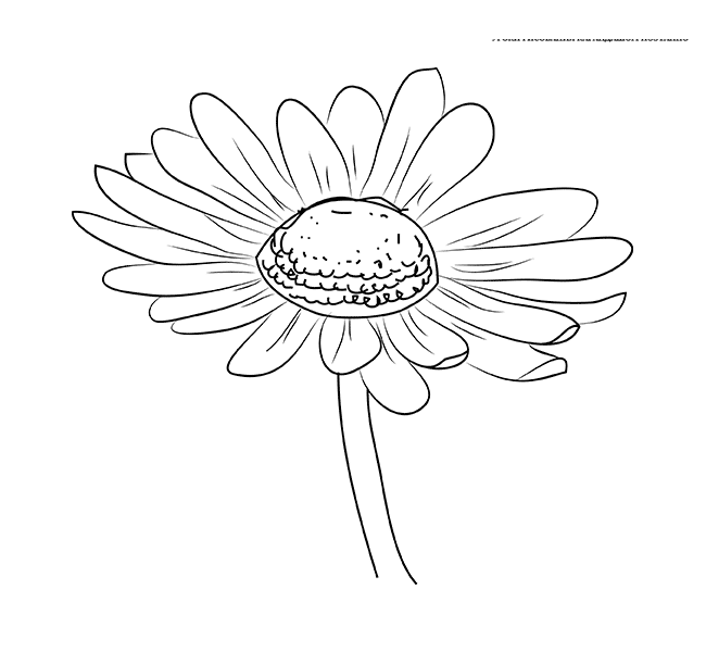 Как нарисовать ромашку карандашом поэтапно