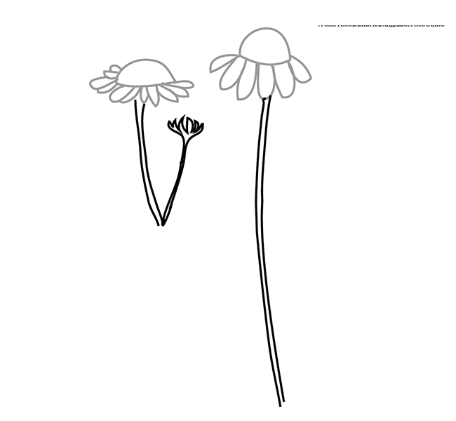 Как нарисовать ромашку карандашом поэтапно