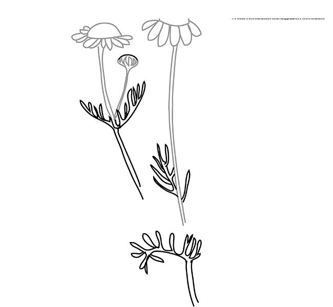 Листья у ромашки рисунок