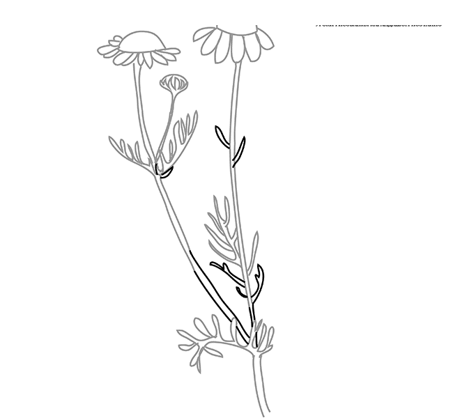 Ромашка аптечная рисунок черно белый