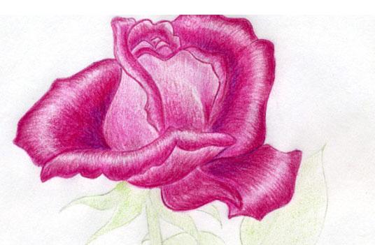 Как нарисовать розу цветными карандашами
