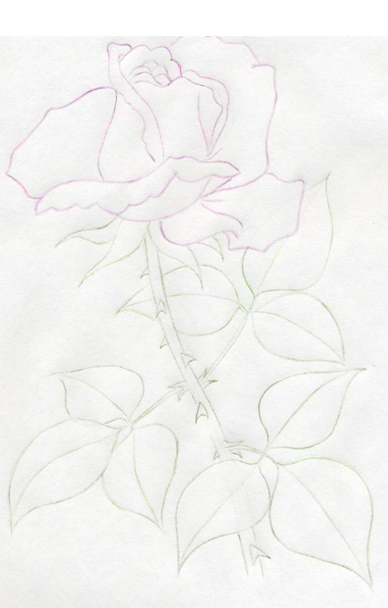 Как нарисовать розу цветными карандашами