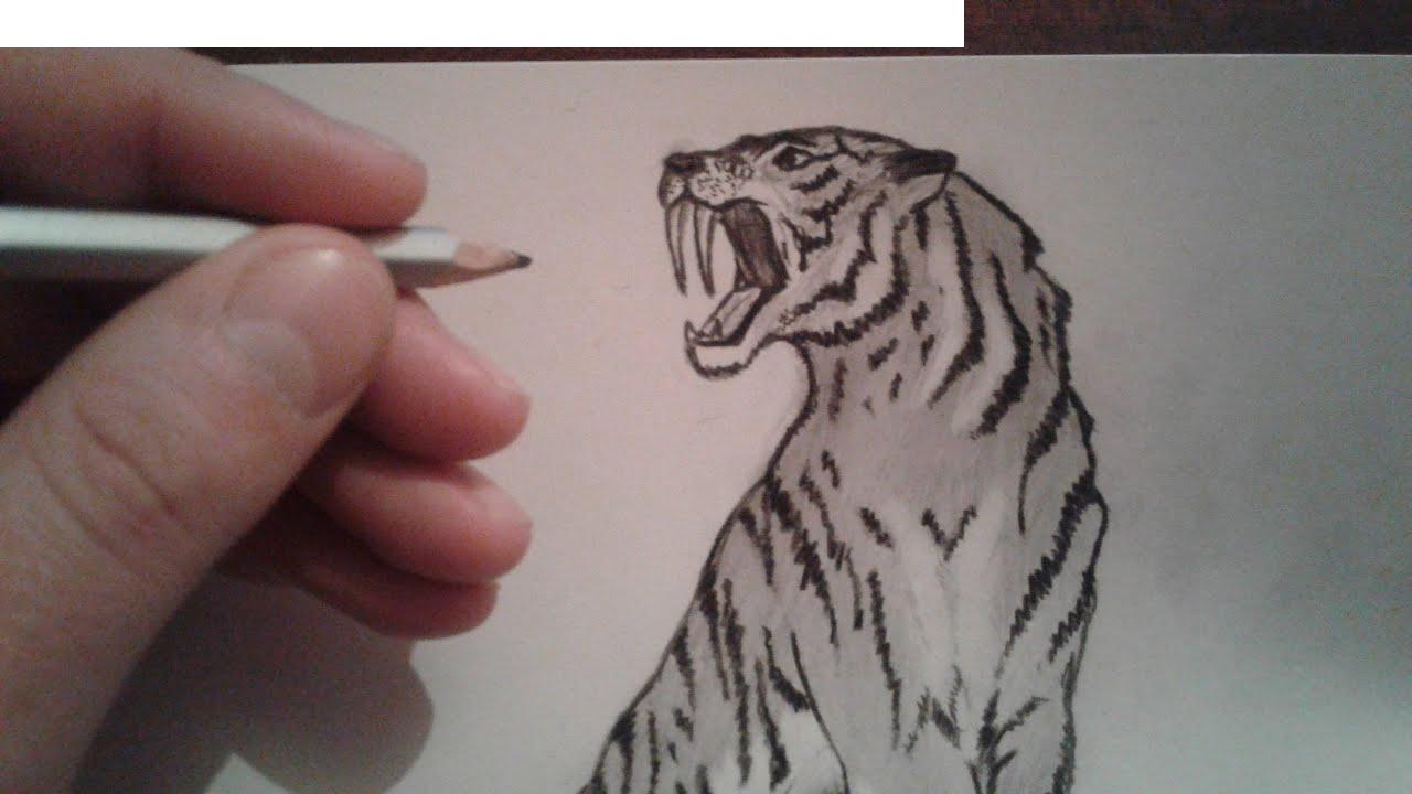 How to draw a sabertoothed tiger Smilodon All about tattoo