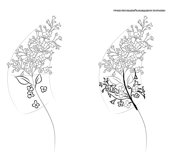 Как нарисовать сирень карандашом поэтапно