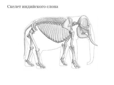 Как нарисовать слона карандашом поэтапно