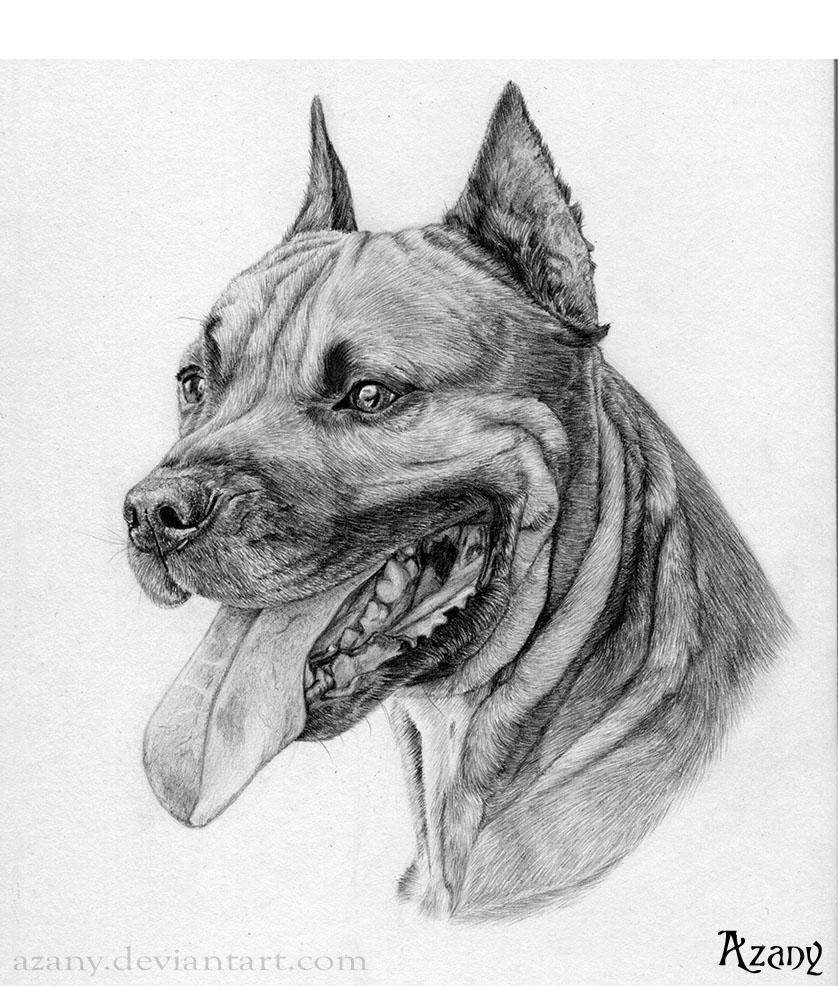 Ինչպես նկարել Staffordshire Terrier-ը մատիտով