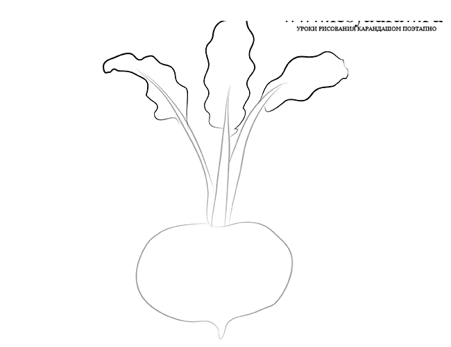 Как нарисовать свеклу карандашом поэтапно