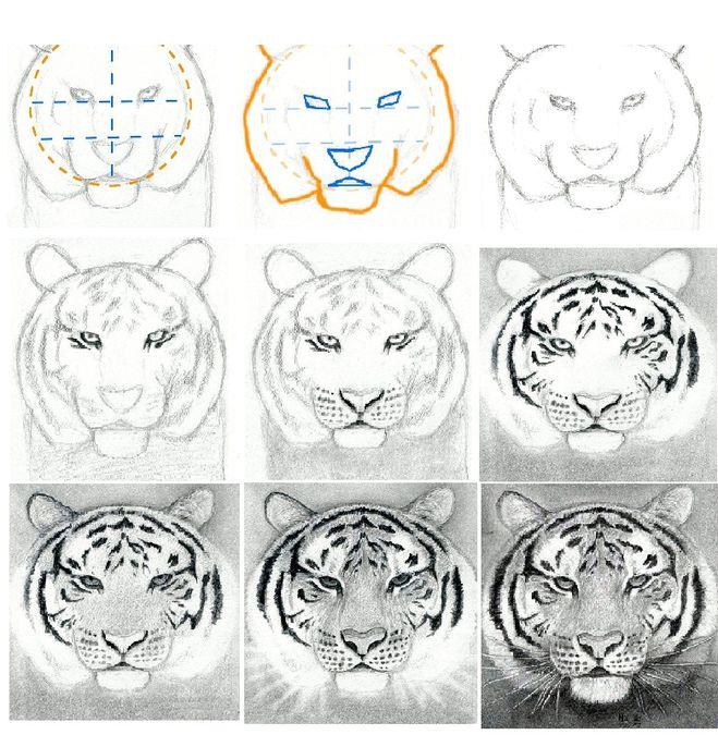 Com dibuixar un tigre - 23 opcions