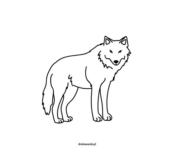 Как нарисовать волка &#8212; пошаговая инструкция в картинках