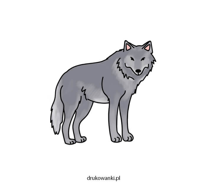 Как нарисовать волка &#8212; пошаговая инструкция в картинках