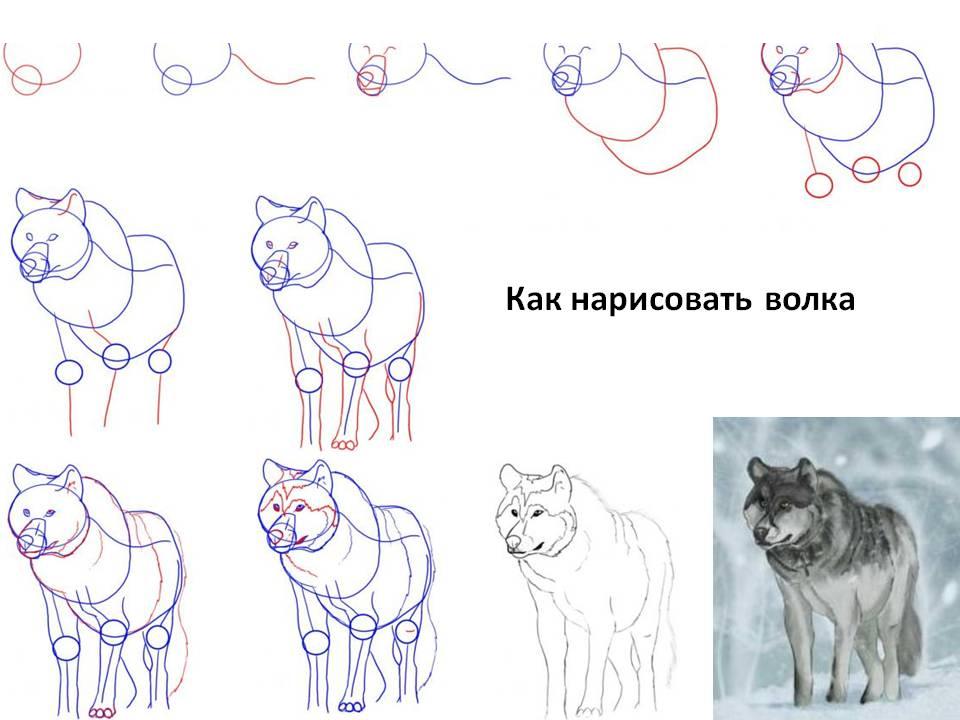 Как да нарисувате вълк - инструкции стъпка по стъпка в снимки