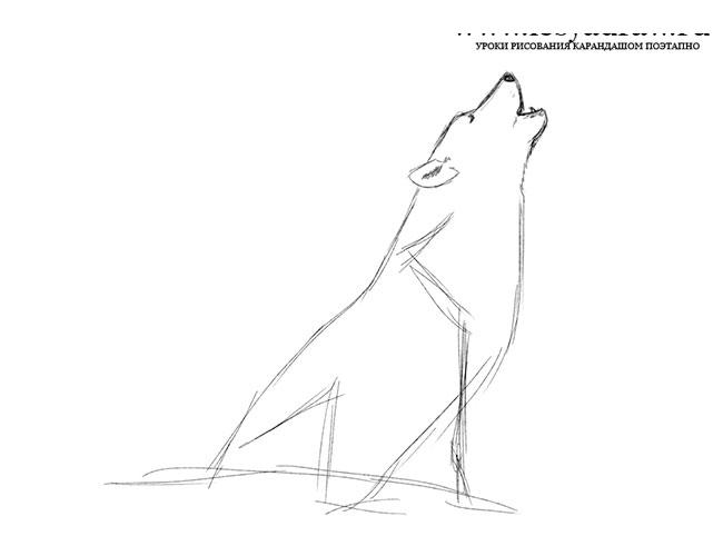 Как нарисовать воющего волка карандашом поэтапно