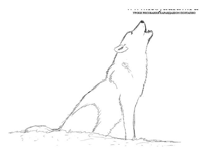 Как нарисовать воющего волка карандашом поэтапно