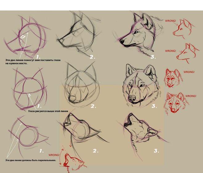 Cara menggambar serigala melolong dengan pensil langkah demi langkah