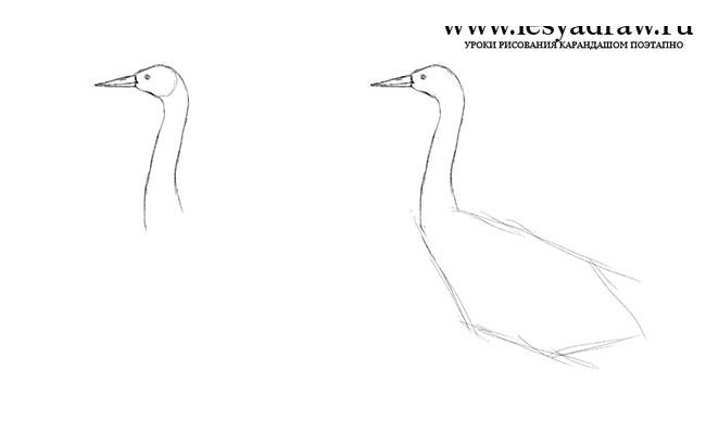 Как поэтапно нарисовать журавля карандашом поэтапно