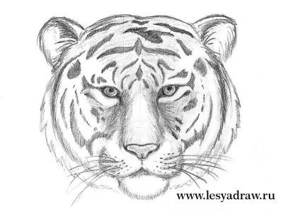 Как рисовать голову тигра
