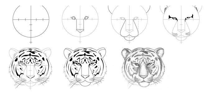 Як малювати голову тигра