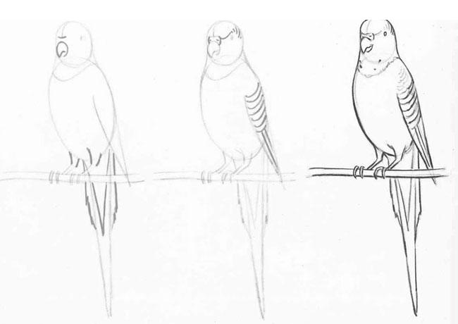Как рисовать волнистого попугая